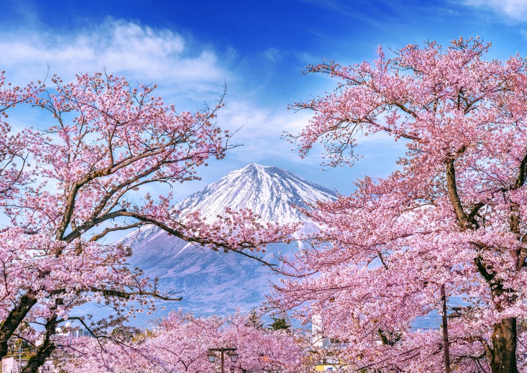 Mount Fuji mit Kirschblüten, Japan