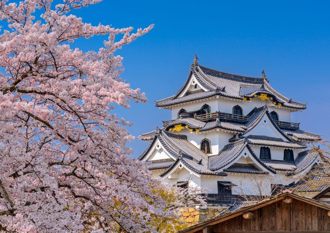  Burg Hikone im Frühling, Japan.