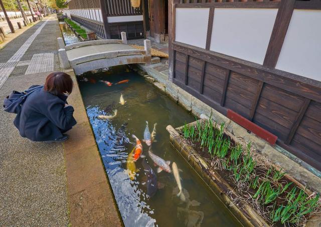 Karpfen in der Tonomachi-Strasse, Tsuwano