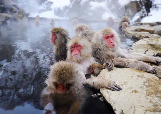 Schneeaffen beim Baden in heissen Quellen im Jigokudani-Park