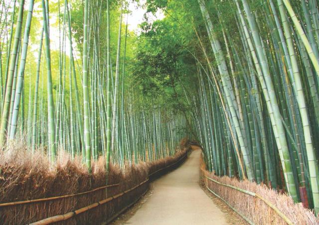 Arashiyama, Kyotos Bambuswald