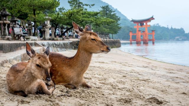 TTzwei Hirsche sitzen an der Küste von Miyajima