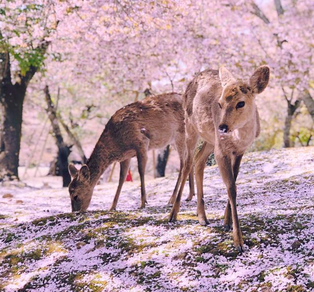 Junge, freilebende Rehe in Nara 