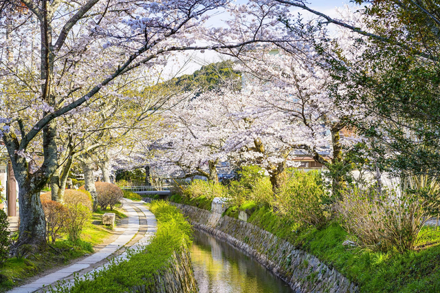 Kyotos Philosophenweg im Frühling 