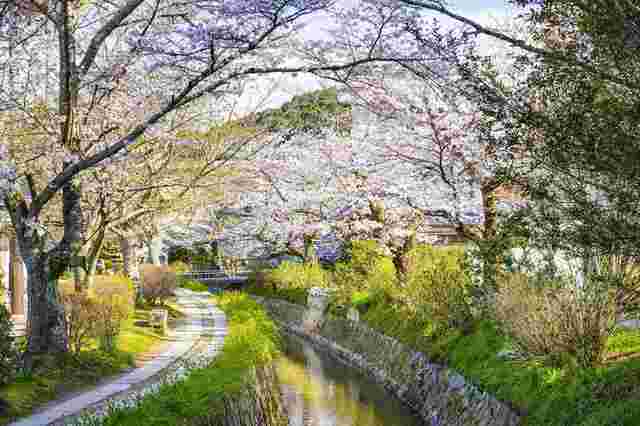 Kyotos Philosophenweg im Frühling 