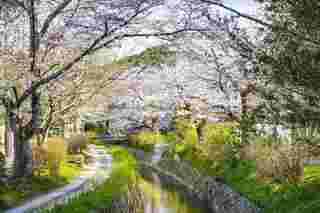 Kyotos Philosophenweg im Frühling 
