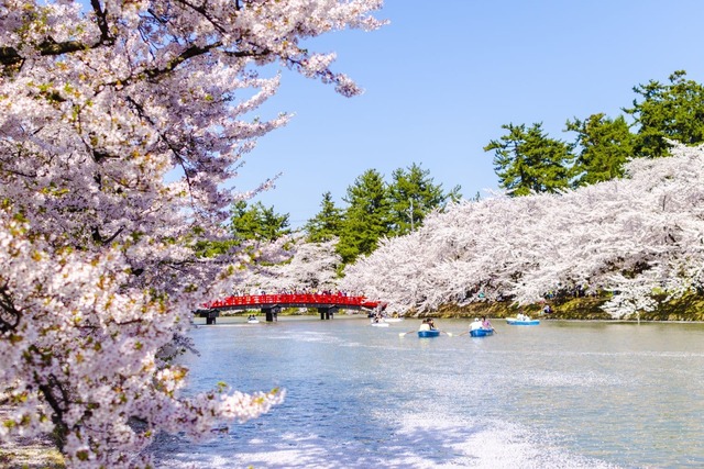 Kirschblüte bei der Burg Hirosaki, Aomori