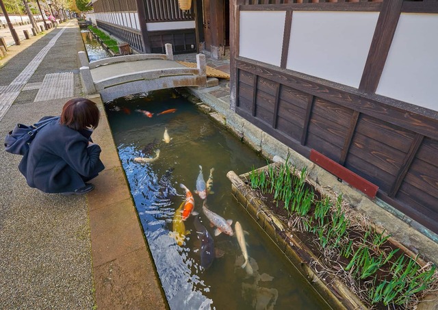 Karpfen in der Tonomachi-Strasse, Tsuwano