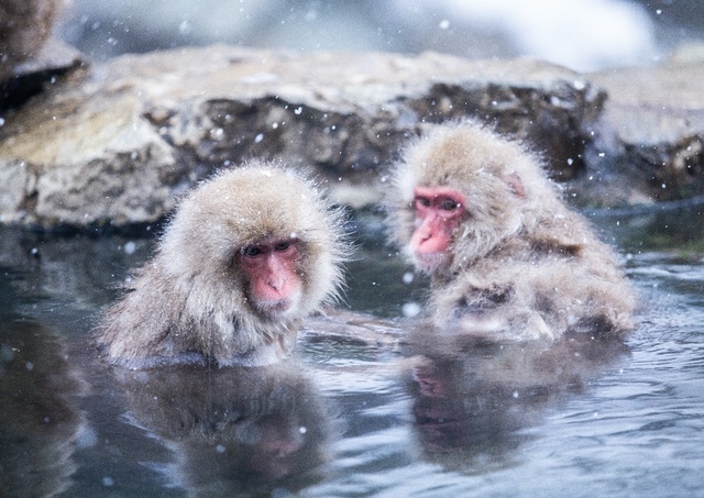 Schneeaffen beim Baden in heissen Quellen im Jigokudani-Park, Shibu Onsen