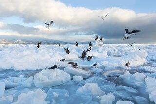 Seemöwen auf Treibeis