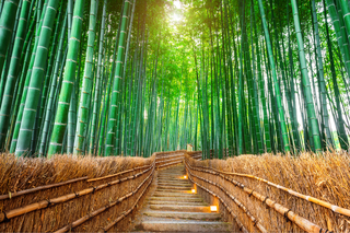 Bambuswald, Arashiyama