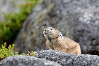 Pika-Kaninchen,