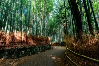 Spaziergang durch den Bambuswald von Arashiyama, Kyoto 