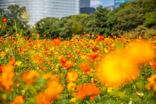 Kosmeenfeld im Hamarikyu-Garten, Tokio 