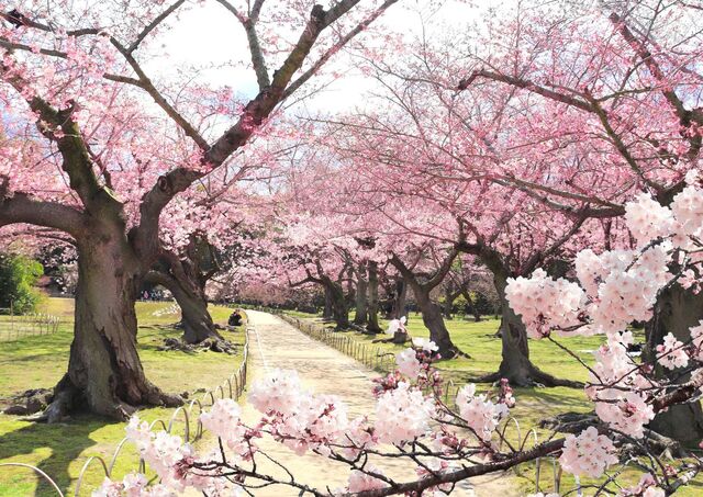 Blühende Kirschbäume im Koishikawa-Korakuen-Garten in Tokio, Japan